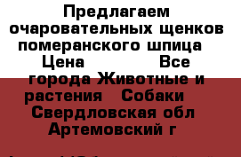 Предлагаем очаровательных щенков померанского шпица › Цена ­ 15 000 - Все города Животные и растения » Собаки   . Свердловская обл.,Артемовский г.